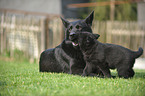 German Shepherds