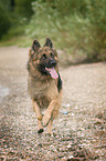 running German Shepherd