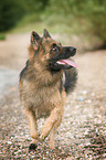 running German Shepherd