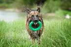 playing German Shepherd