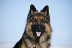 German Shepherd Portrait