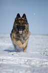 running German Shepherd