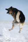 jumping German Shepherd