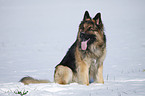 sitting German Shepherd