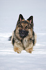 lying German Shepherd