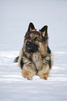 lying German Shepherd