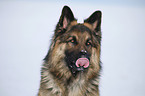 German Shepherd Portrait