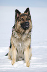 sitting German Shepherd