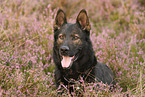 German Shepherd Portrait