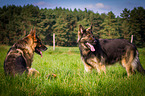 2 German Shepherds