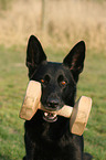 German Shepherd with toy