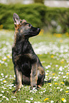 German Shepherd Puppy in the meadow