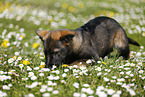 German Shepherd Puppy in the meadow