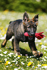 German Shepherd Puppy in the meadow