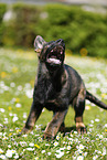 German Shepherd Puppy in the meadow