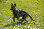 German Shepherd Puppy in the meadow