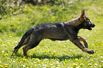 German Shepherd Puppy in the meadow