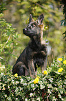 German Shepherd Puppy