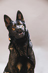 German Shepherd Portrait