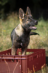 German Shepherd Puppy