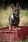 German Shepherd Puppy