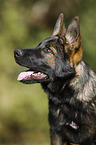 German Shepherd Portrait