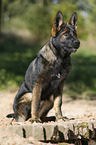 sitting German Shepherd