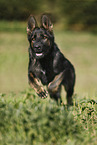 running German Shepherd