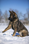 German Shepherd sits in the snow