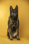 sitting German Shepherd