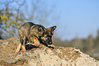 walking German Shepherd Puppy