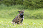 sitting GDR Shepherd Puppy