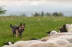 shepherding German Shepherd Dog