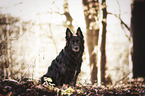 sitting German Shepherd Dog