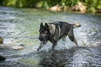 German Shepherd Dog