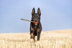 running German Shepherd