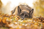 German Shepherd in autummn