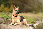 German Shepherd