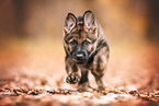 GDR German Shepherd