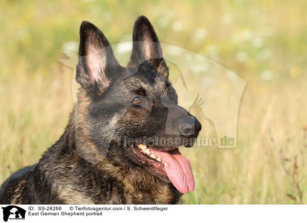 Deutscher Schferhund DDR Portrait / East German Shepherd portrait / SS-28266