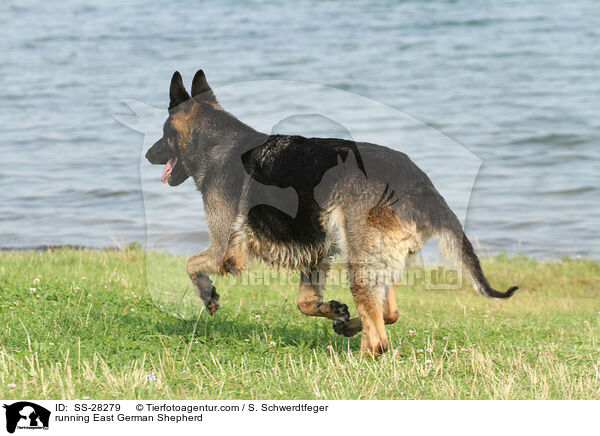 rennender Deutscher Schferhund DDR / running East German Shepherd / SS-28279