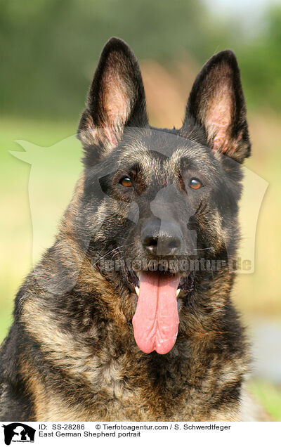 Deutscher Schferhund DDR Portrait / East German Shepherd portrait / SS-28286