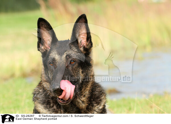 Deutscher Schferhund DDR Portrait / East German Shepherd portrait / SS-28287