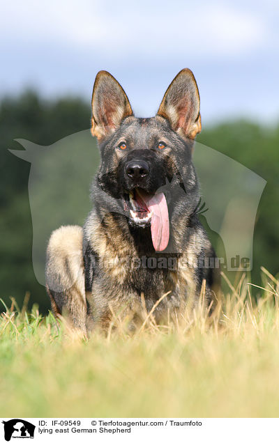 liegender Deutscher Schferhund DDR / lying east German Shepherd / IF-09549
