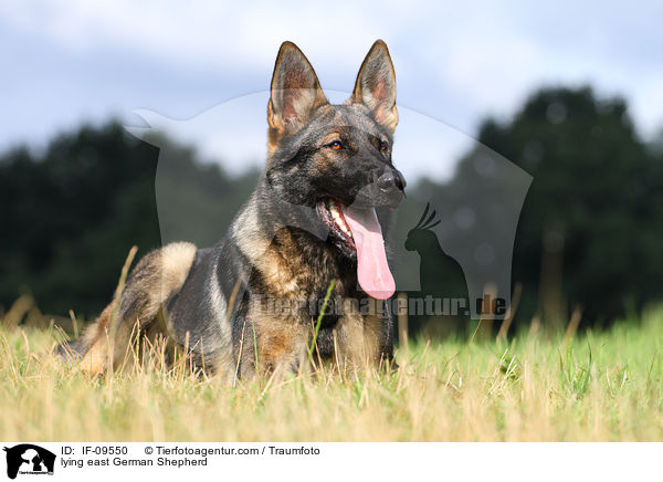 liegender Deutscher Schferhund DDR / lying east German Shepherd / IF-09550
