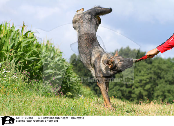 spielender Deutscher Schferhund DDR / playing east German Shepherd / IF-09556