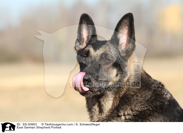 Deutscher Schferhund DDR Portrait / East German Shepherd Portrait / SS-30663