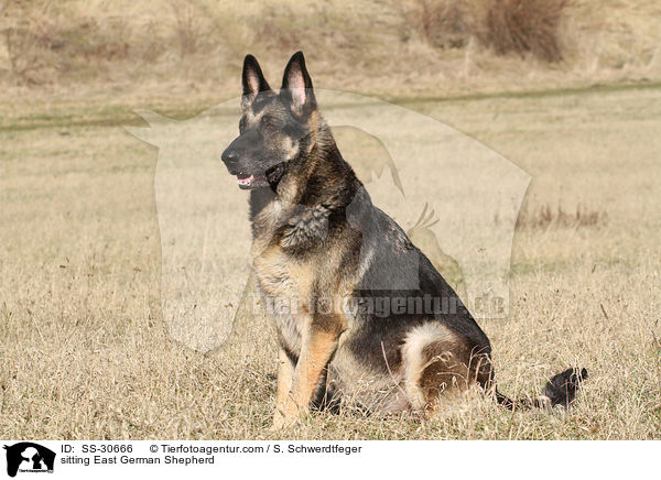 sitzender Deutscher Schferhund DDR / sitting East German Shepherd / SS-30666