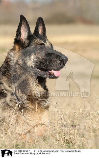 Deutscher Schferhund DDR Portrait / East German Shepherd Portrait / SS-30667