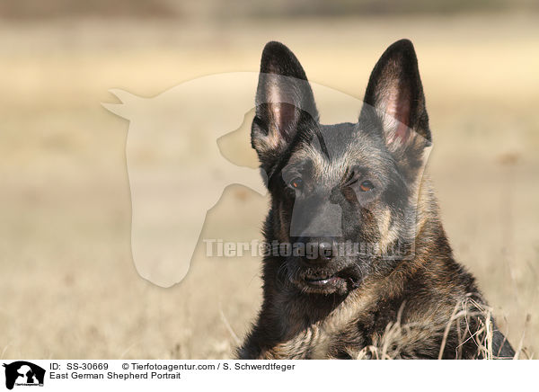 Deutscher Schferhund DDR Portrait / East German Shepherd Portrait / SS-30669